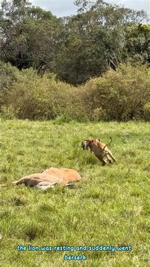 The angry lion was disturbed by the hyena #lion #animals