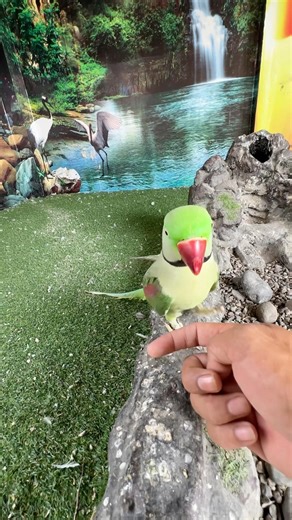 Hand tame parrot 🤩 #shorts #youtubeshorts
