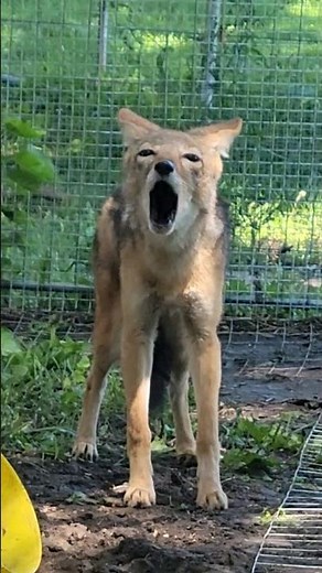 What does the African Jackal say?
