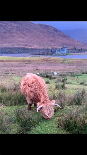 107K views · 3.1K reactions | Highland Coo at Kilchurn Castle earlier from this morning #KilchurnCastle #highlandcow | Spectacular Scotland | Facebook