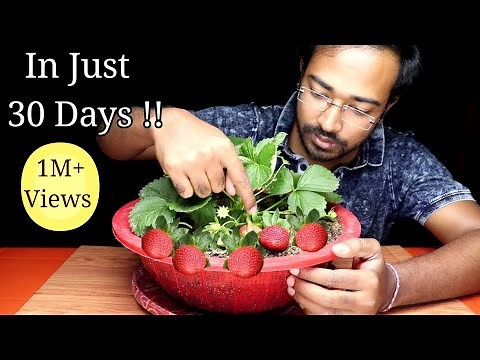 How to Grow Strawberries in pot | Complete Guide