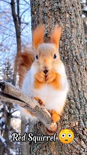 Watch this tiny red squirrel jump 10 times its body length and hide over 1,000 nuts each season! 🐿️✨ Who knew forest acrobats could be this cute? Follow for more wild animal facts and adorable forest creatures! #RedSquirrel #Wildlife #CuteAnimals #AnimalFacts #Shorts #Reels #NatureLovers | Animal Blink