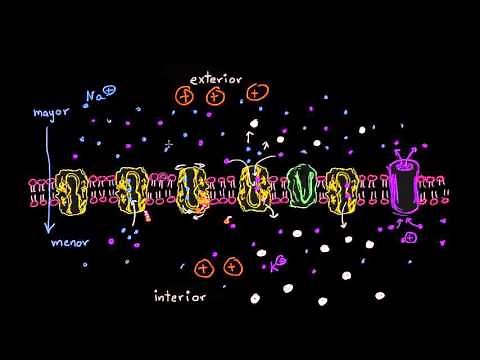 Gradiente electroquímico y transporte activo secundario | Biología | Khan Academy en Español