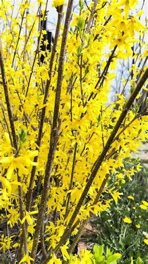 This is what early spring sounds like 🌿