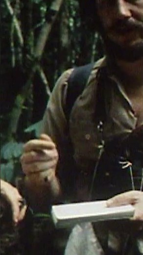 Tiny Bird Huge Impact #amaxtools #rainforest #wildlife