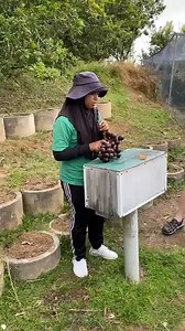 A classic tropical gem is the Logan fruit from the Penang Tropical Fruit Farm. It is a must-try for guests due to its delicious flavor and several health advantages. The farm exhibits Penang's natural beauty and abundance while simultaneously preserving and encouraging sustainable agriculture techniques and providing immersive tourist experiences. This helps to promote and preserve tropical fruit. Penang Tropical Fruit Farm's Logan fruit is a refreshing and stimulating experience for both fruit 