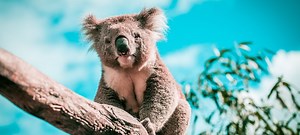 35 Engaging Koala Facts | Random Facts about Koalas