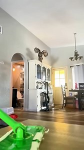 This man found an owl inside his house and | Macbeth