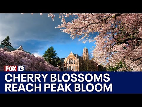 Cherry blossoms reach peak bloom at University of Washington | FOX 13 Seattle
