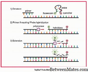 RT-PCR a QPCR - VĚDA 2025