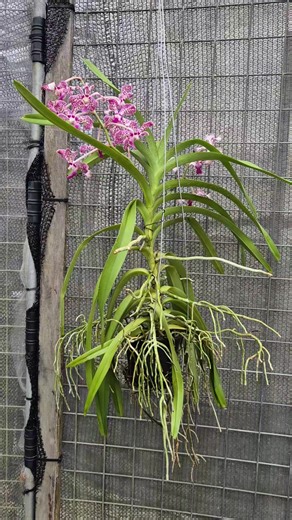 Papilionanda Cindy Banks presents a graceful hybrid bloom where elegance meets contrast. The starry flowers open with a clean, luminous white base, beautifully overlaid with rich purple tones that concentrate toward the petals and lip. The butterfly-like form gives the bloom a light, airy presence, while the vivid purple markings add depth and character. Each flower is well-balanced and eye-catching, making this hybrid especially striking when in full bloom—refined yet vibrant, and unmistakably 