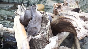 Otters playing sleeping together in natural log by the water