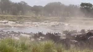 #MigrationUpdate 9 July 2022 - Daniel Clement in the perfect position at small Serengeti with the herds crossing towards Kenya! Awesome crossing!! #tanzaniaunforgettable #greatmigrationcamps #MigrationUpdates #safari #canon #serengeti #tanzania #greatmigration #wildebeestmigration | Great Migration Camps