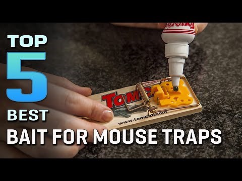Top 5 Best Bait for Mouse Traps Review in 2026