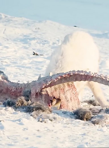 The Eureka Pack Survival Story in the Wild