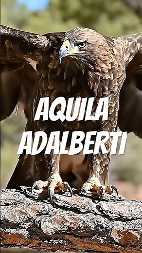Lorca | Iberian Imperial Eagle (Aquila adalberti) First Moments in Doñana National Park