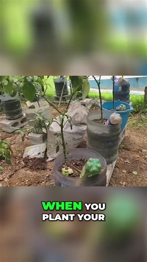 🌶Grow Better Peppers with Container Planting #pepper Watch the full video here👉https://youtu.be/9CaDWgZ5cMo Growing peppers in containers allows us to manage weed control and root health efficiently. We can easily add liquid fertilizer or water, ensuring optimal growth and better yields. Learn the secrets to successful container pepper planting. #PepperGrowing #ContainerGardening #GardeningTips #HomeGardening #OrganicGardening #VegetableGardening #GardeningHacks #GrowYourOwnFood #PepperPlants 