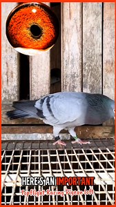 66K views · 1.8K reactions | Do you prefer road training or loft flying, and which gives better results in your opinion #roadtraining #loftflying #pigeon #racingpigeons #pigeonracing | Topflight Racing Pigeon Loft | Facebook