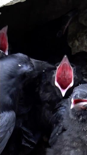 Raven Feeding Chicks on the Rockwall #jasper #banff #cutebabyanimals #animalencounters