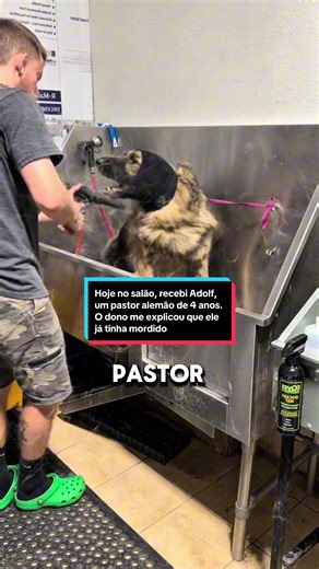 Adolf, un berger allemand de 4 ans, n’avait pas été toiletté depuis presque un an parce qu’il avait déjà mordu un toiletteur. Pourtant, derrière son stress et sa peur, se cache un chien très gentil. Avec du calme, de la patience et les bons gestes, nous avons réussi à enlever la majorité des nœuds et à lui redonner un poil propre, sain et brillant. Comme quoi, la douceur et la confiance peuvent faire toute la différence pendant un toilettage. 🐕✨ #toilettagechien #bergerallemand #doggrooming #ch
