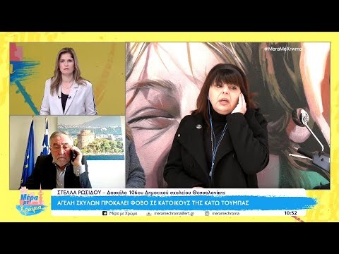 Θεσσαλονίκη: Αγέλη σκύλων προκαλεί φόβο σε κατοίκους της Κάτω Τούμπας