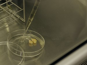 An Efficient Method to Obtain Dedifferentiated Fat Cells