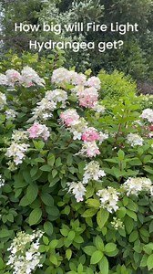 How tall will Fire Light Hydrangea get? This one’s about six years old, I’m guessing. #gardening #hydrangea | Bergeson Nursery