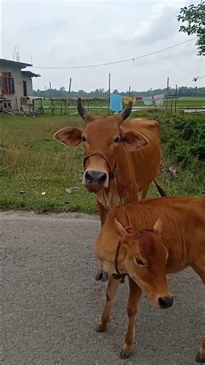 Cow sound #short pure desi cow #cow in assam