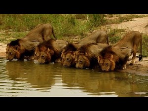 Leões Assassinos (Mapogos)