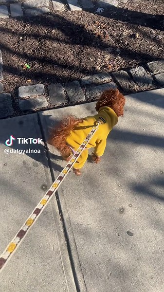 Noa's Journey: Recovery from Luxating Patella Surgery