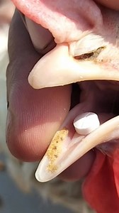 35K views · 747 reactions | Antiparasitic for Birds | Ivermectin for Chickens | Scaly Leg Mites, Lice and Parasites Treatment | Dr. Arshad Veterinary Clinic | Facebook
