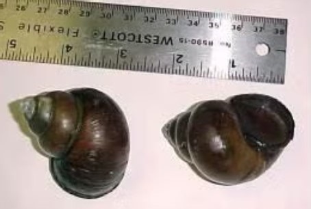 150 invasive Chinese mystery snails found in mid-Missouri lake