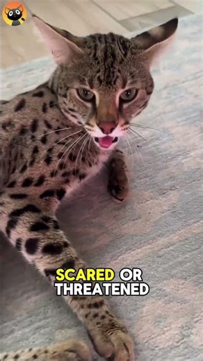 5 Signs Of Angry Cat😡