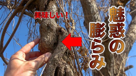 高級和菓子に挑戦! 珍しい食材で作る本葛スイーツ