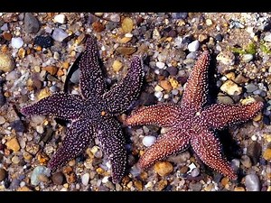 ASexual Reproduction Lesson