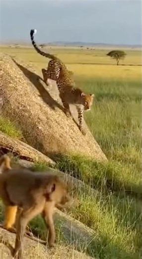 Monkeys Team Up and Attack a Leopard – Shocking Jungle Battle! 🐒🐆🔥