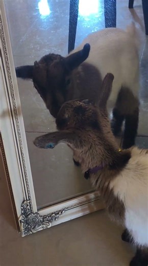 سبحان الله العظيم رب العرش العظيم وبحمده #الله#c#e #@#اكسبلور #777 #pets #البرزخ#*#7#70s#$#.#001 #+