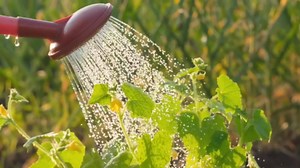 PLANTFUEL (Growth, Transition, Bloom) Bulk Plant Fertilizer Liquid Fertilizer for Outdoor and Indoor Plants and Hydroponics