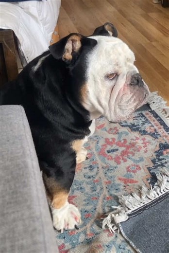 Bruno Sacks on TikTok