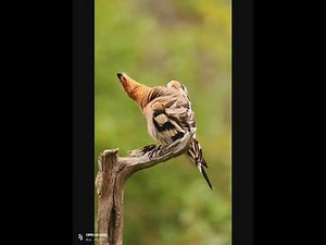 The Hoopoe: Messenger of Secrets in the World of Birds