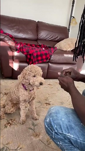 Amazing Goldendoodle Puppy Tricks and Training Ideas #DogTricks #GoldendoodleLove