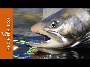 One of The Best Arctic Char Rivers In The World, Kangia River Lodge, Greenland