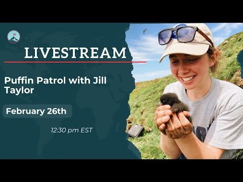 Puffin Patrol with Jill Taylor