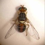 Mouche de l'olive - FRANCE OLIVE - AFIDOL