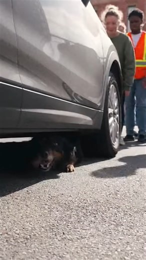 A Dog Trapped Under a Car Left Everyone Holding Their Breath 😭🐾 #DogRescue #AnimalRescue #FaithInHumanity #SaveAnimals #LifeSaved | Heroic Animal Rescues