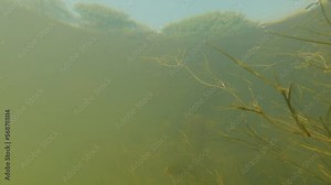 various algae are swaying underwater in the river and fish are swimming among them - common roach