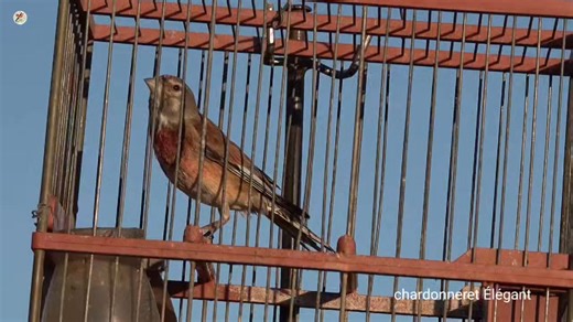 Best beautiful linnet singing 🔥🔥 #goldfinchsinging #birds #birdlife #linnet #nature #حسون #Jilgueros #wildlife #birdsong | Chardonneret élégant