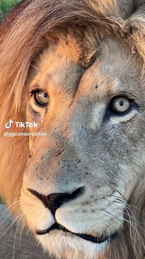 Majestic Lion in the Wild Encounters Human - Eye Contact Story