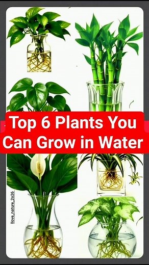 👉 Top 6 Plants You Can Grow in Water 💦 #short #gardening #nature #waterplants #love_nature_2o26