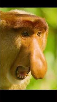 Incredible Wildlife Moments 🐾 | Animals World & Natural Animal Lifestyle in the Wild